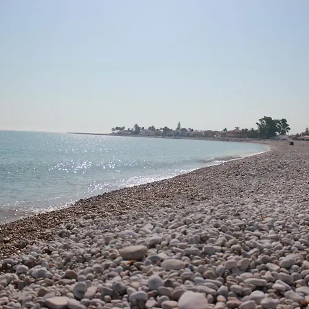 044 Olivar - Fresa Denia